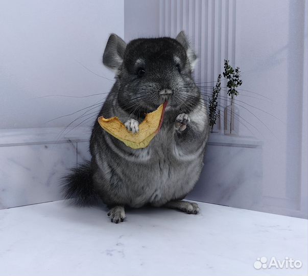 Шиншилла малыш