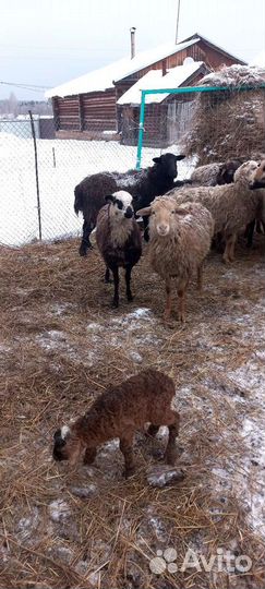 Овцы бараны