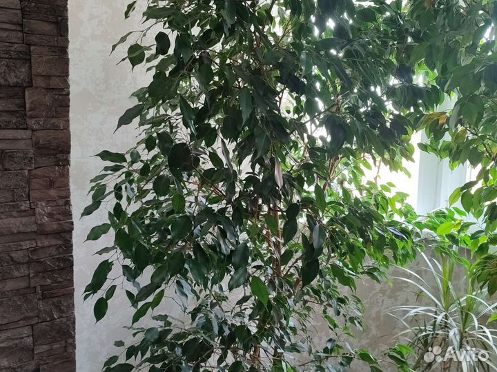 Фикус бенджамина