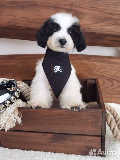 Той-пудель вязка мальчик. Бесплатно