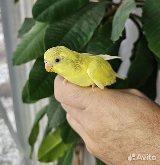 Птенец волнистого попугая