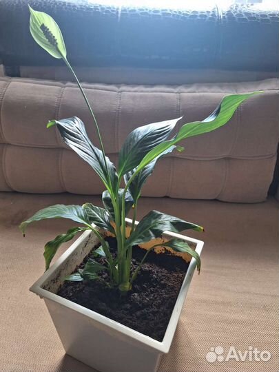 Бенджамина