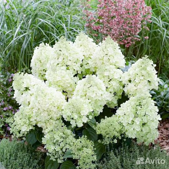 Гортензия метельчатая