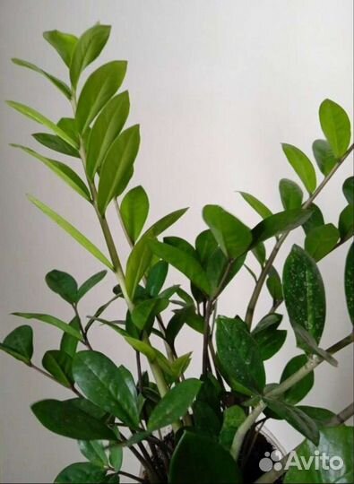 Замиокулькас