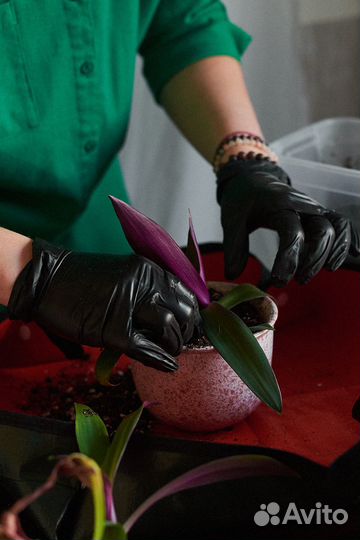 Уход за комнатными растениями