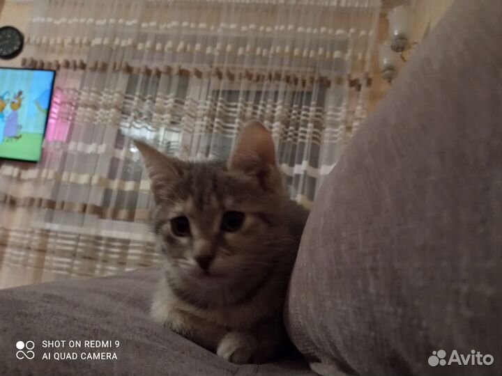 Кошки в добрые руки