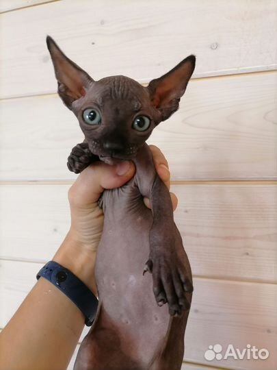 Канадский сфинкс