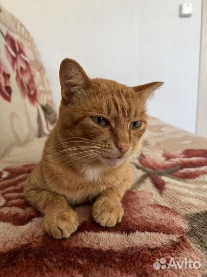 Котик в добрые руки