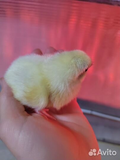 Цыплята Кобб 500