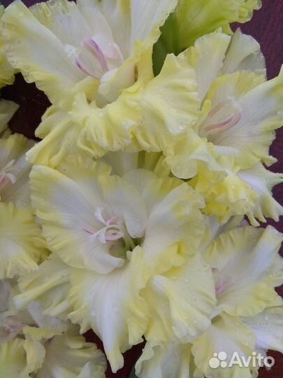 Гладиолусы луковицы