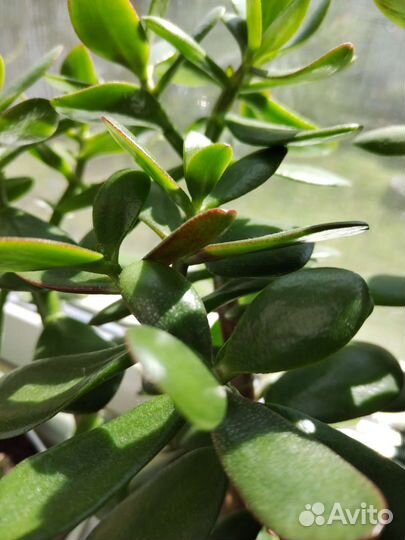 Комнатные растения