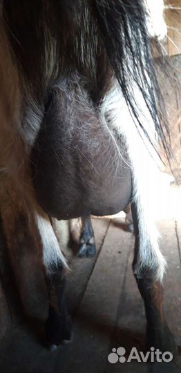 Коза дойная