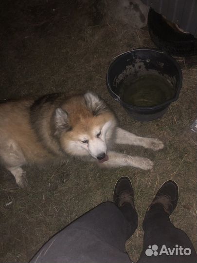 Аляскинский маламут