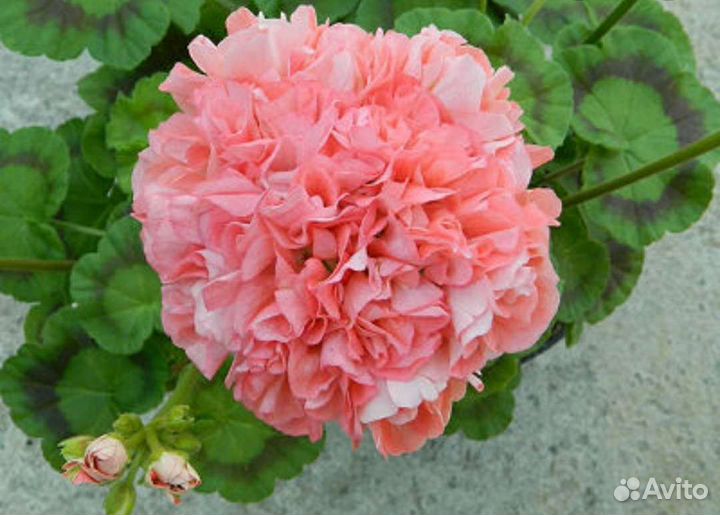 Герани и пеларгонии