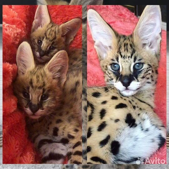 Саванна Ф1 HP