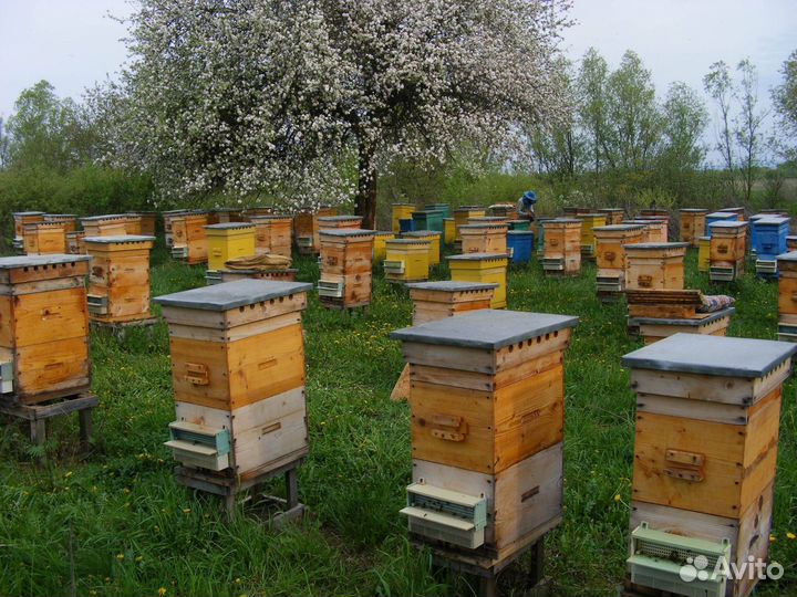 Продам пчелосемьи