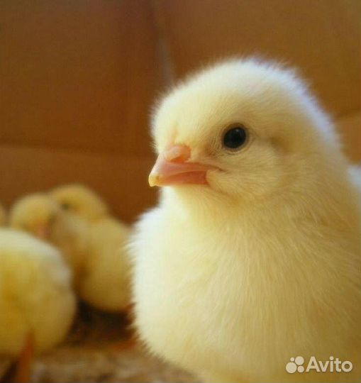 Цыплята бройлера