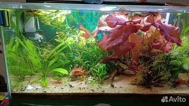 Аквариум