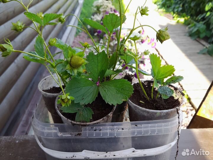 Клубника Мурано