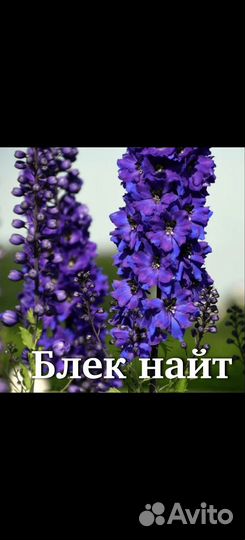 Дельфиниум рассада
