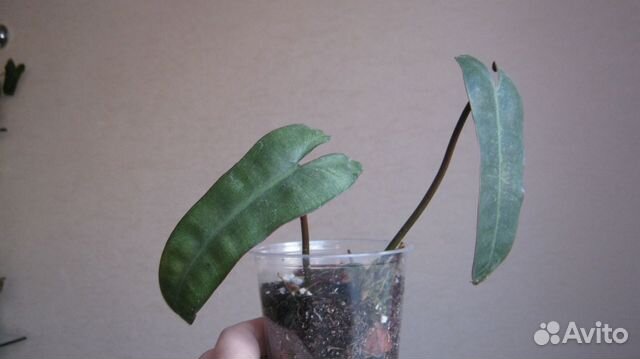 Биллитау Минт