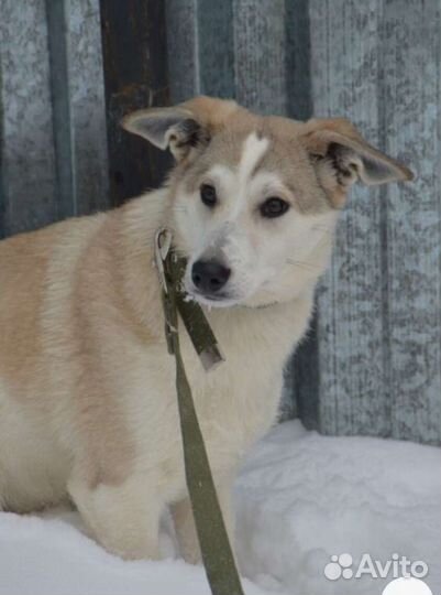 Щенки-подростки мальчики