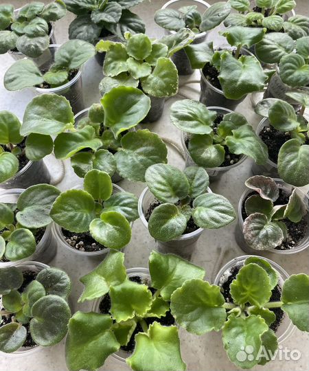 Детки сортовых фиалок