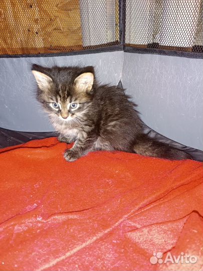 Котята