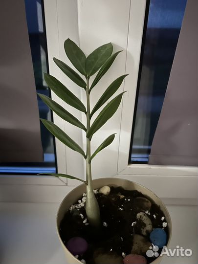 Замиокулькас