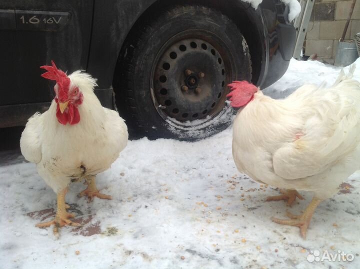 Цыплята мясного кросса (бройлер)