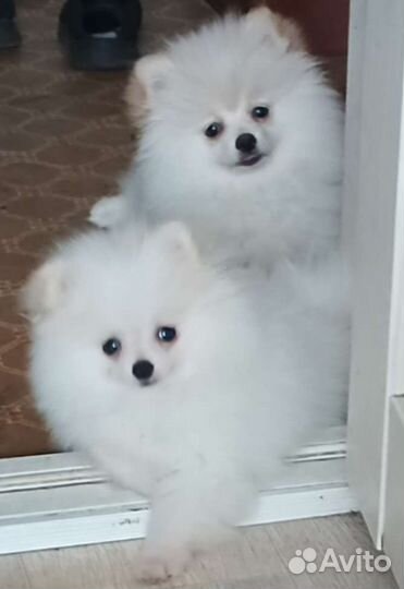 Мини шпиц с документами