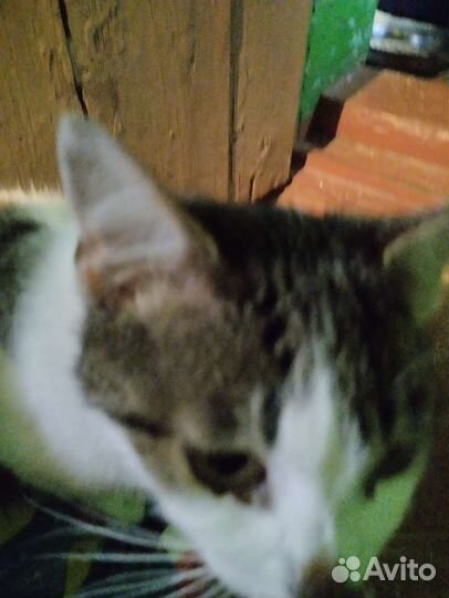 Кошка в дар бесплатно