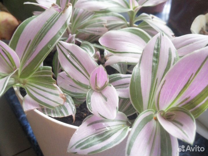 Комнатное растениеТрадесканция