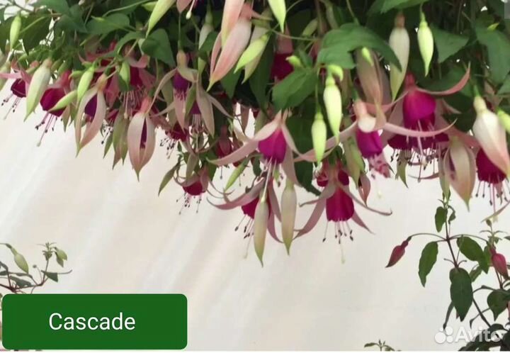 Фуксии сорта в наличии (часть вторая)