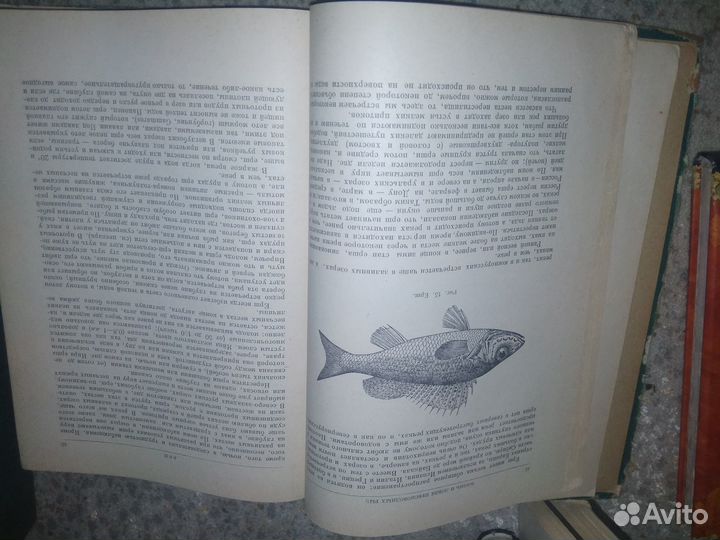 Жизнь и ловля пресноводных рыб