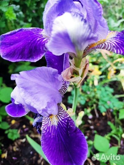 Ирис бородатые