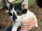 Котята порода турецкая, 2 месяца, приучены к лотку объявление продам