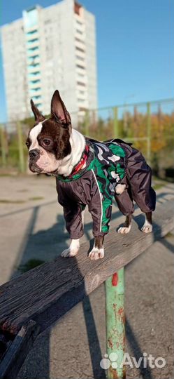 Бостон терьер вязка