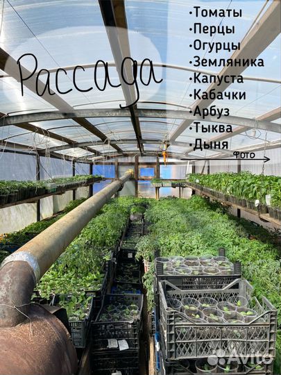 Рассада