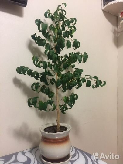 Фикус барок