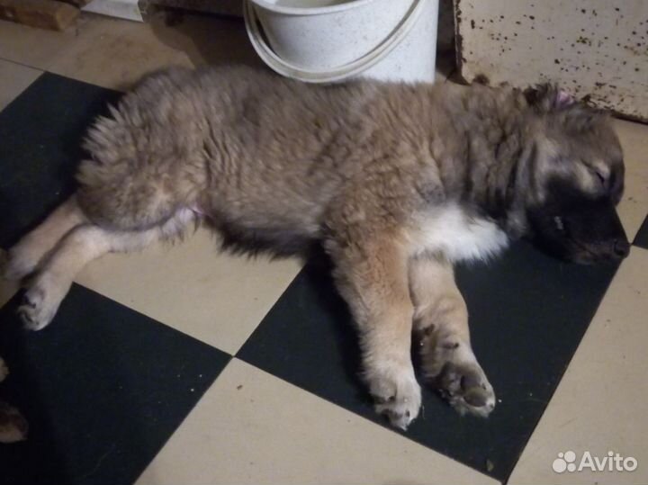 Продаются щенки бельгийской овчарки и бордер колли