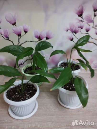 Спатифиллум женское счастье)