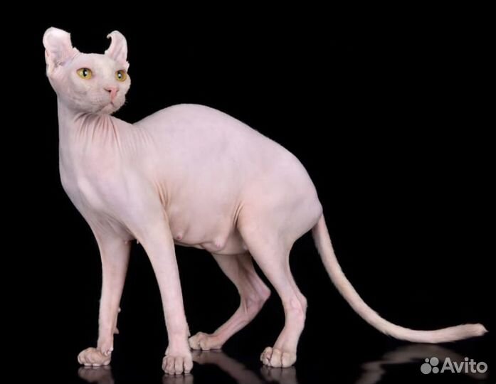 Канадский сфинкс эльф вязка