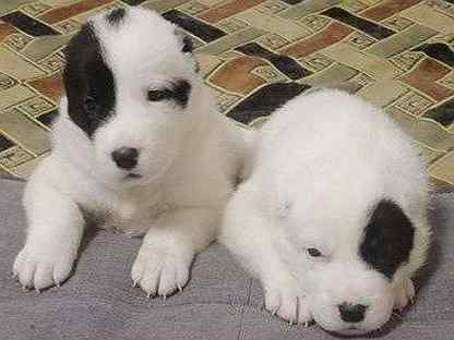 Алабай 2 месяца среднеазиатская овчарка. Белый алабай и девушка. Имена для собак алабаев. Алабай щенок. Среднеазиатская овчарка волкодав кличка для мальчика.