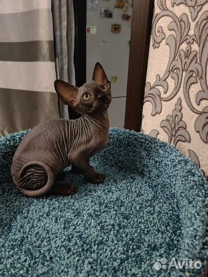 Канадский сфинкс