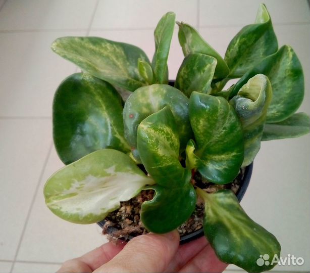 Циперус/Монстера/Солейролия/Рео/Пеперомия магнолие