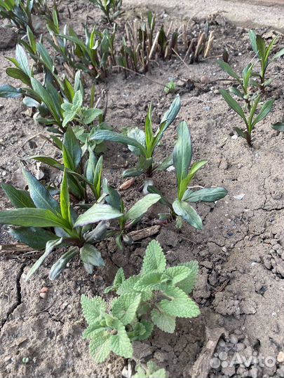 Садовые многолетки