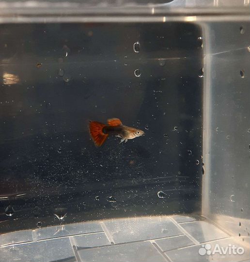 Гуппи, пецилии