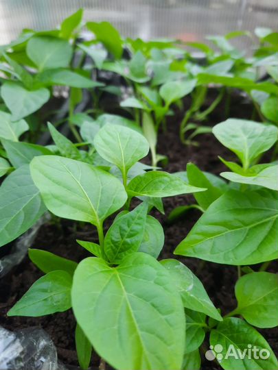 Рассада и цветы