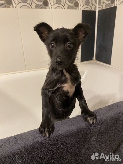 Щеночек в добрые руки